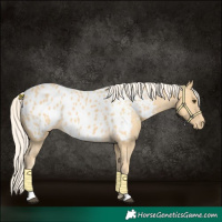 Horse Color:Palomino Appaloosa