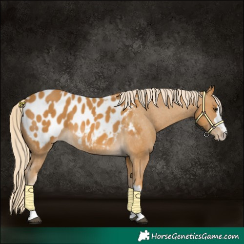 Horse Color:Palomino Blanket