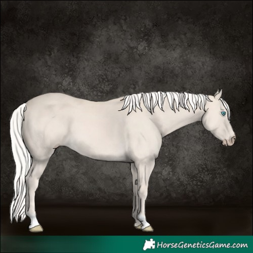 Horse Color:Cremello