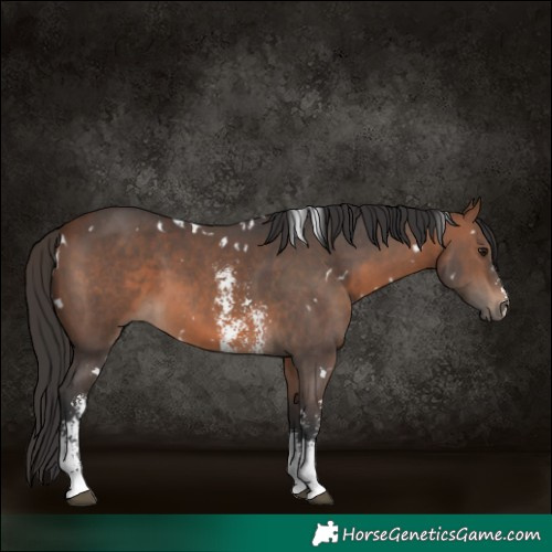 Horse Color:White Spotted Brown Sabino