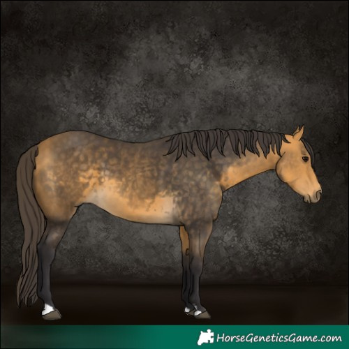 Horse Color:Buckskin