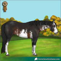 Horse Color:Gray White Spotted Brown 