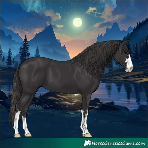 Horse Color:Smoky Black 