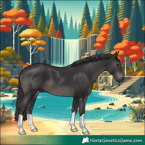 Horse Color:Smoky Black 