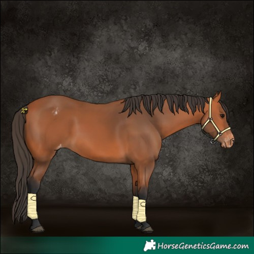 Horse Color:Bay Appaloosa