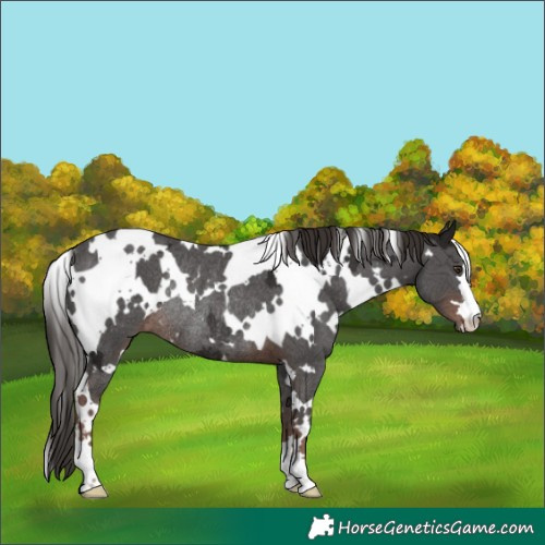 Horse Color:White Spotted Liver Chestnut Ice Rabicano 