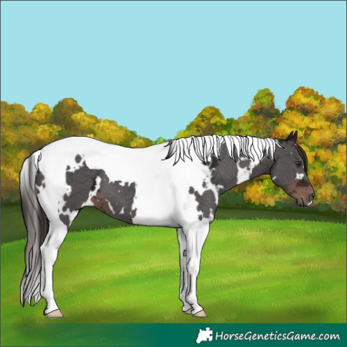 Horse Color:White Spotted Liver Chestnut Ice Tobiano