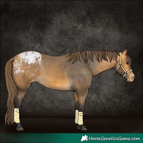 Horse Color:Buckskin Blanket  and Buckskin Blanket Rabicano 