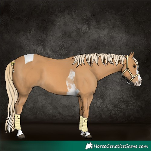 Horse Color:Chestnut Splash Tobiano 