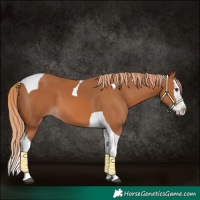 Horse Color:Chestnut Splash Tobiano