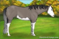 Horse Color:Grullo Splash 