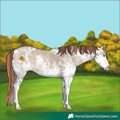 Horse Color:Painted White Spotted Bay Dun Sabino Splash 