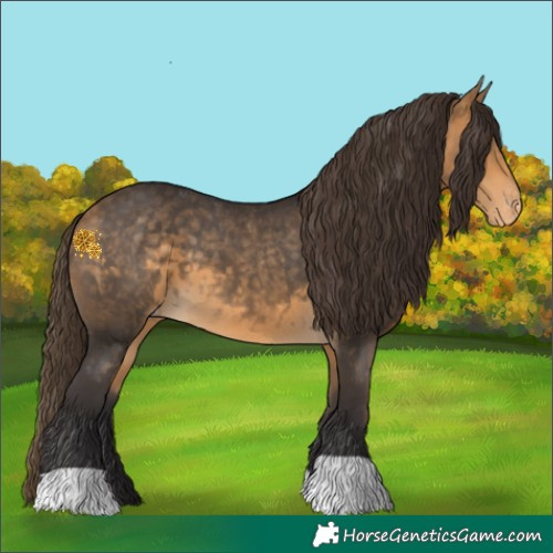 Horse Color:Buckskin Appaloosa