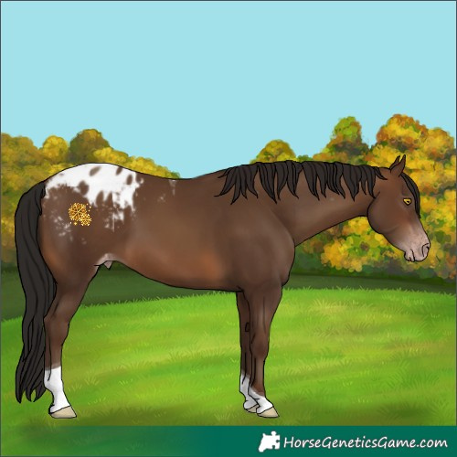 Horse Color:Gray Sable Champagne Tobiano Appaloosa 