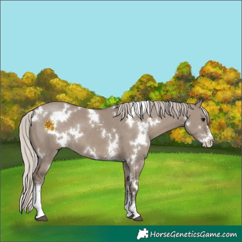 Horse Color:White Spotted Silver Grullo Sabino 