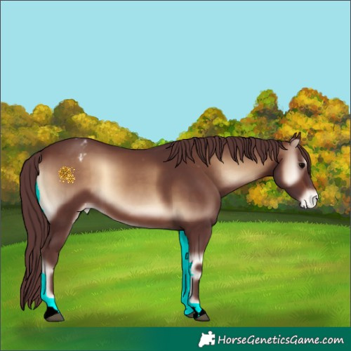Horse Color:Chocolate Brown Onyx Appaloosa 