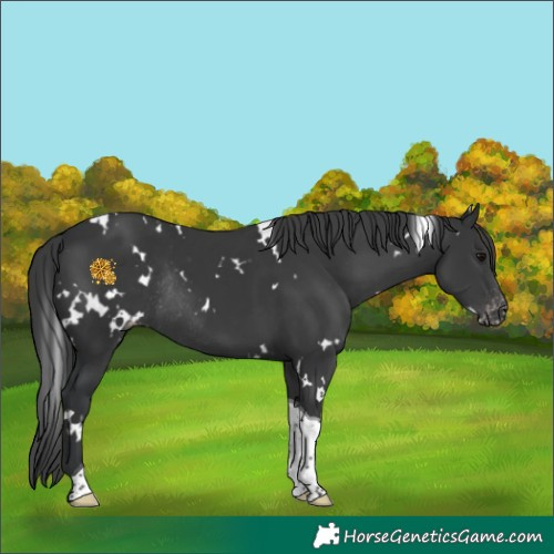 Horse Color:White Spotted Black Tobiano Appaloosa Rabicano 