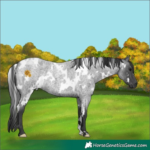 Horse Color:White Spotted Blue Roan 