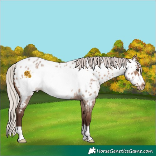 Horse Color:Silver Brown Roan Dun Frame Appaloosa Rabicano 