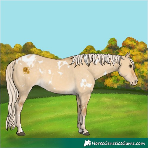 Horse Color:White Spotted Palomino Dun Appaloosa Rabicano 
