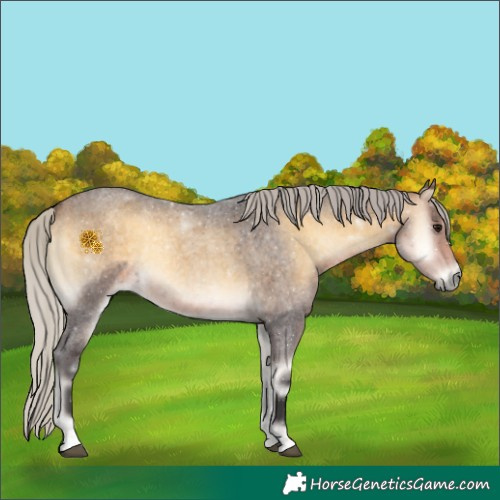 Horse Color:Silver Buckskin Roan Onyx 
