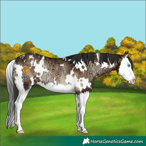 Horse Color:White Spotted Brown Ice Onyx Splash Appaloosa Rabicano