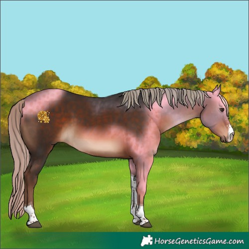 Horse Color:Liver Chestnut Sabino Tobiano Rabicano 