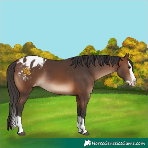 Horse Color:Brown Splash Appaloosa Rabicano 