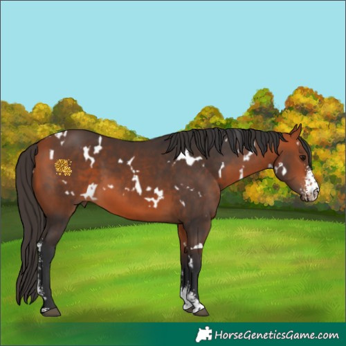 Horse Color:White Spotted Bay Sabino 
