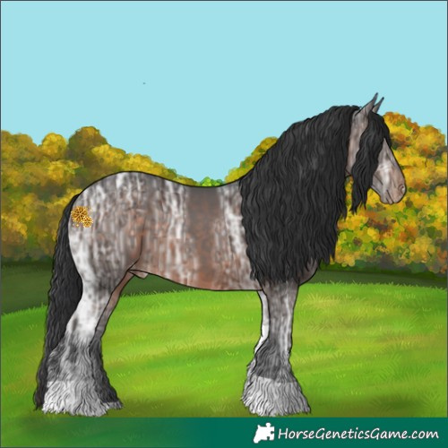 Horse Color:Brown Ice Tobiano Appaloosa 