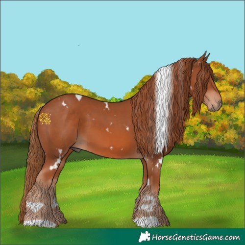Horse Color:White Spotted Chestnut