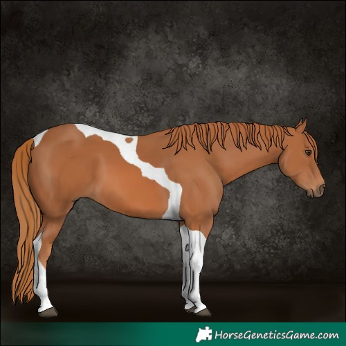 Horse Color:Chestnut Tobiano