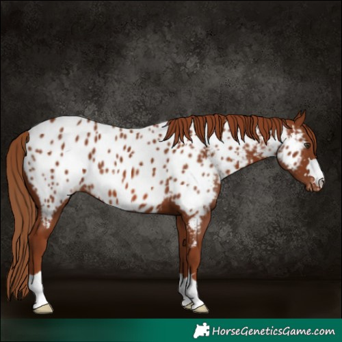 Horse Color:Chestnut Near Leopard