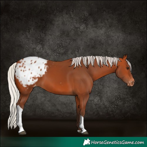 Horse Color:Silver Bay Tobiano Appaloosa 