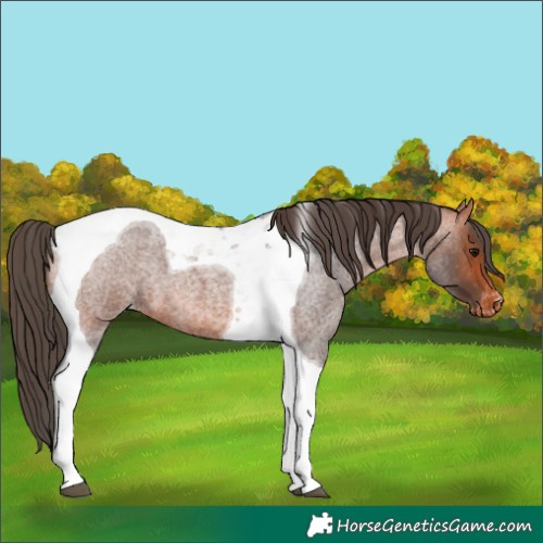 Horse Color:Bay Roan Tobiano Varnish 