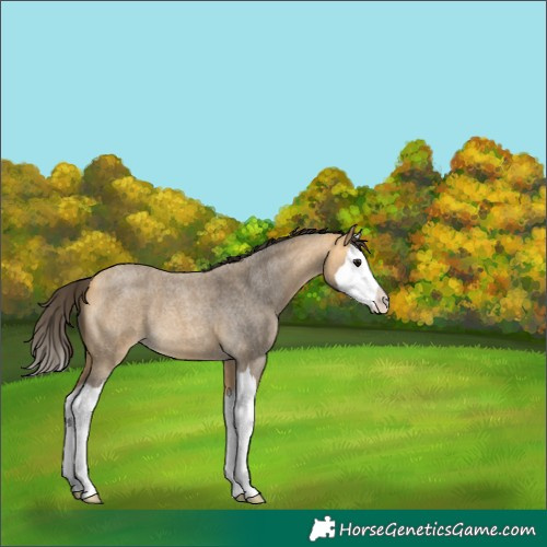 Horse Color:Buckskin Roan Splash