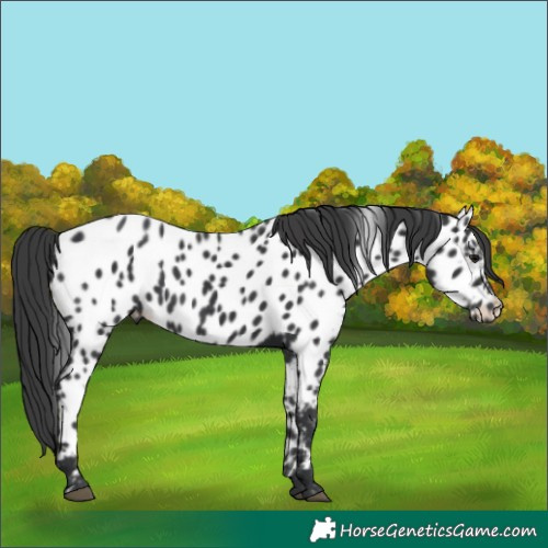 Horse Color:Black Near Leopard