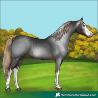Horse Color:Gray White Spotted Liver Chestnut