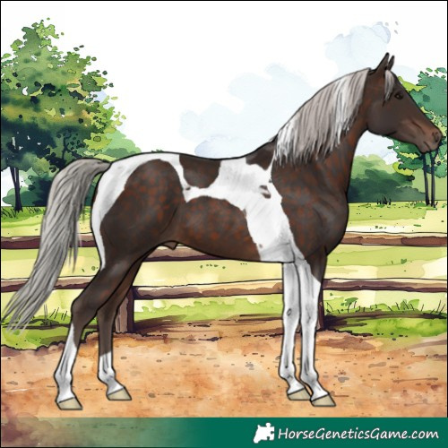 Horse Color:Silver Brown Tobiano
