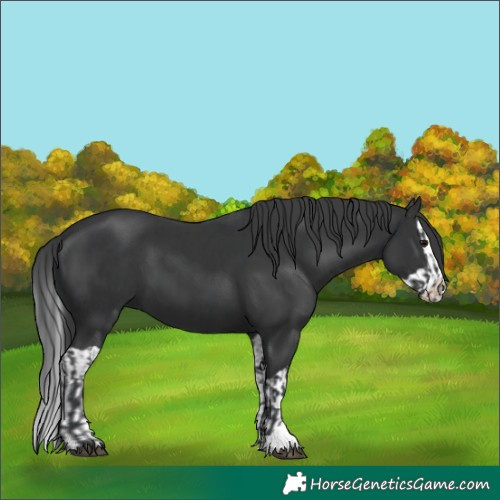 Horse Color:Black  and Black Splash 