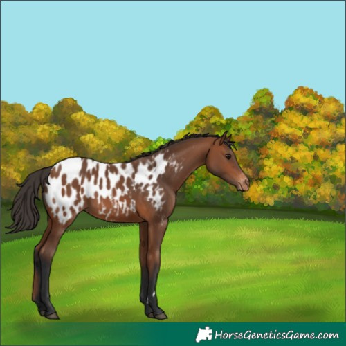 Horse Color:Bay Appaloosa Rabicano 
