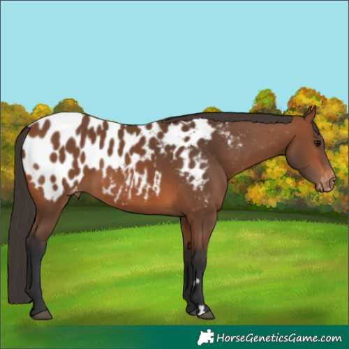 Horse Color:Bay Blanket Rabicano 