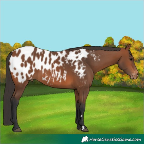 Horse Color:Bay Appaloosa Rabicano