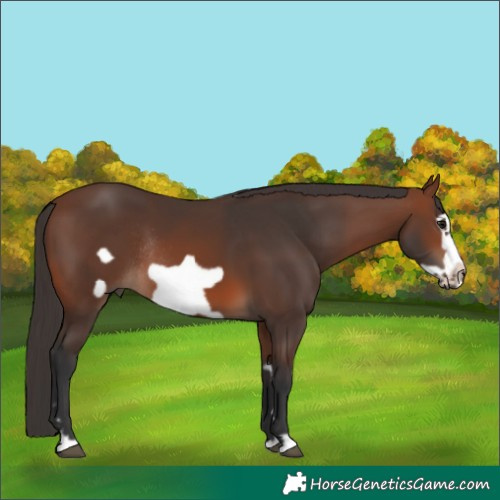 Horse Color:Brown Frame Rabicano