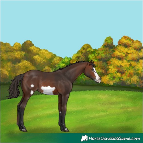 Horse Color:Brown Frame Rabicano 
