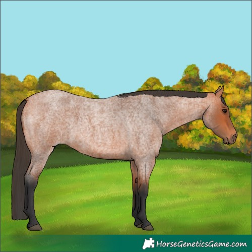 Horse Color:Bay Roan Rabicano 