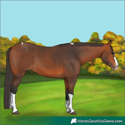 Horse Color:Bay Splash Tobiano 