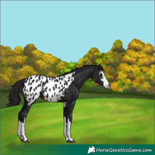 Horse Color:Gray White Spotted Brown Appaloosa 