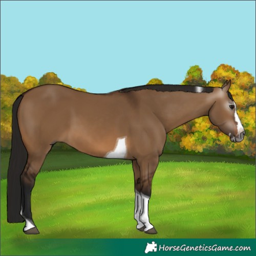 Horse Color:Gray Bay Dun Splash Tobiano 