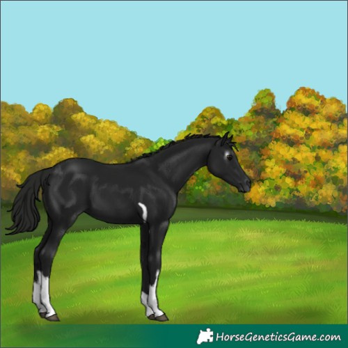 Horse Color:Gray White Spotted Black Tobiano 